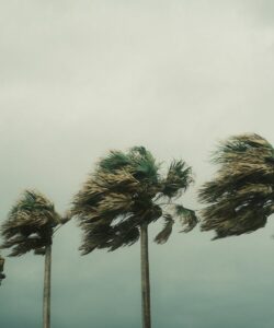 Palm trees blowing in the wind during a hurricane.
