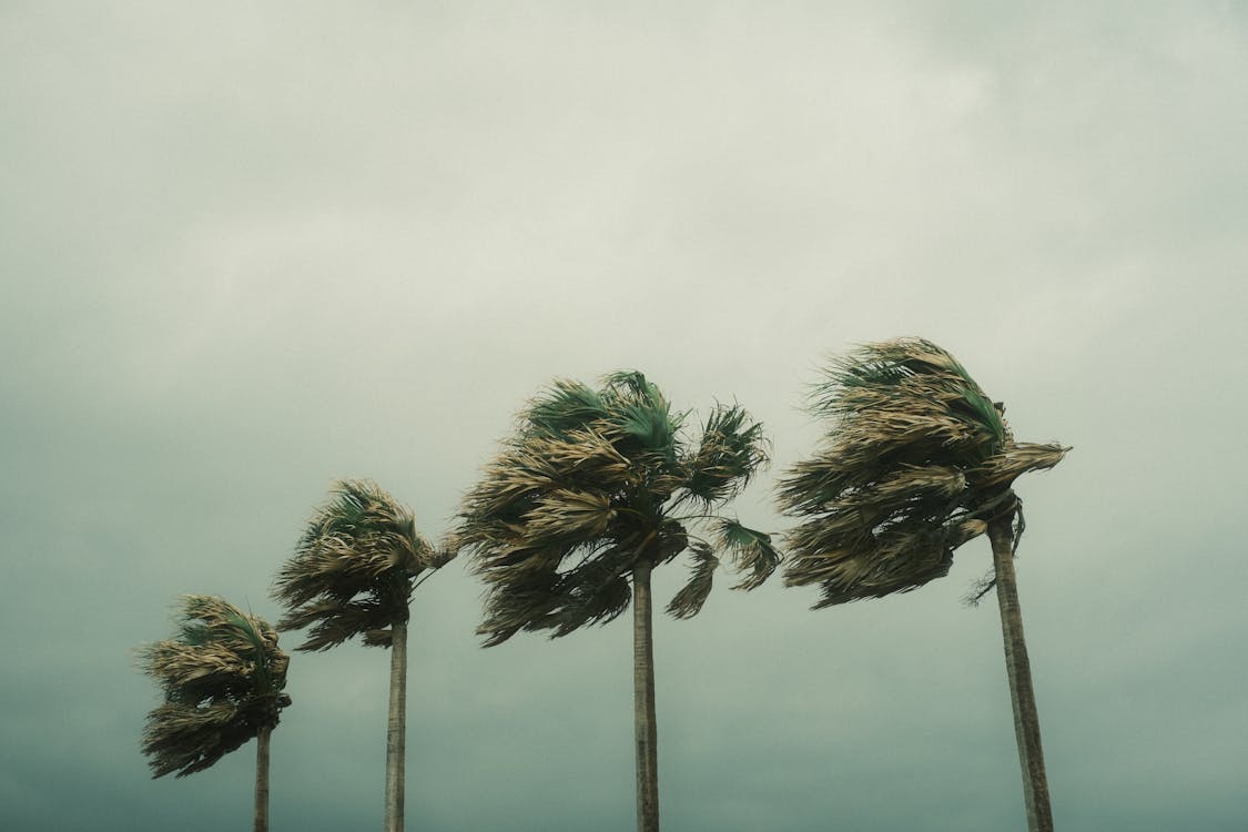 Palm trees blowing in the wind during a hurricane.